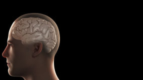 3D rendition of the human hippocampus within the mid-brain and limbic system, responsible for olfaction and memory, viewed through CGI of an anatomical male cranial vault (head) on a black background
